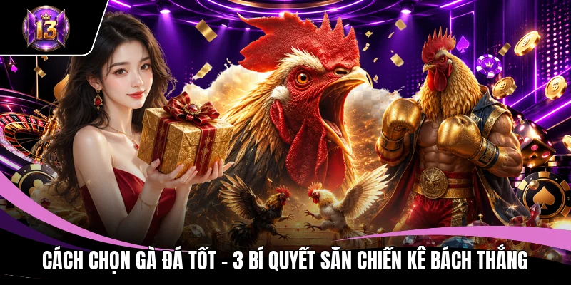 Cách chọn gà đá tốt