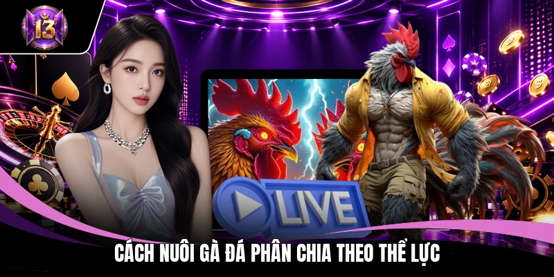 Cách nuôi gà đá phân chia theo thể lực